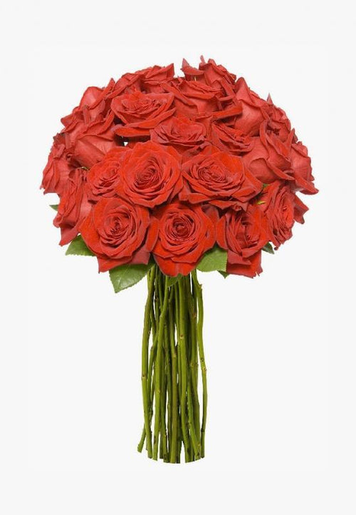Red Velvet Roses